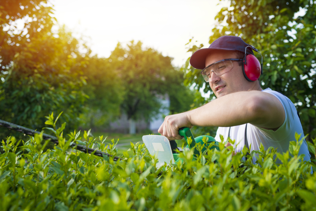Professional gardener trimming hedge in the yard. jardinage taille de haie jardin